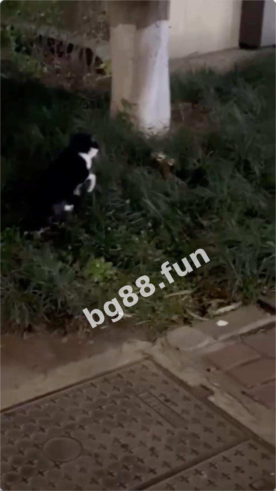 8e07698b2bd74315986c47a8c7f5df9a.jpeg