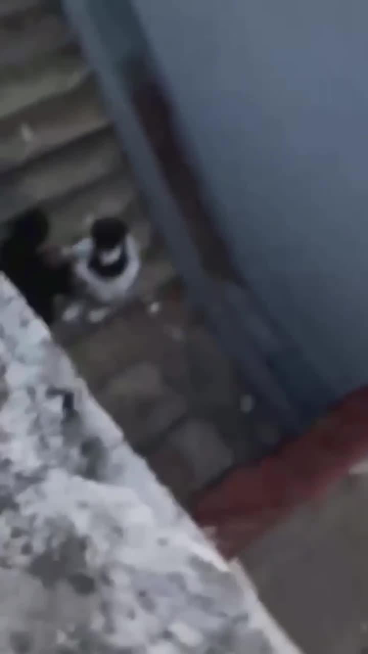 1.mp4