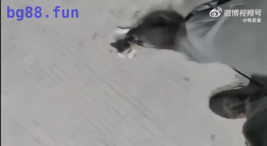 10月23日(1).mp4